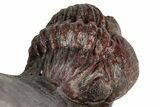 Enrolled, Red Morocops Trilobite - Hmar Laghdad, Morocco #311254-3